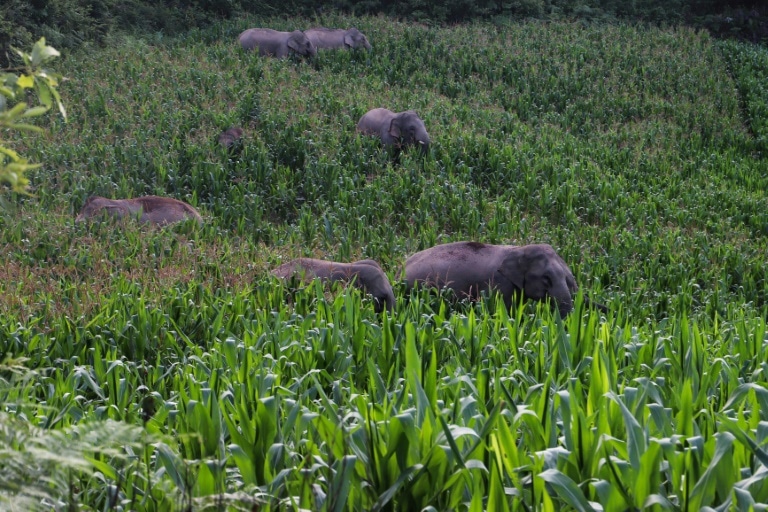 Les éléphants qui ont fait un trajet de 500 km rentrent chez eux